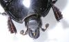 Margarinotus brunneus